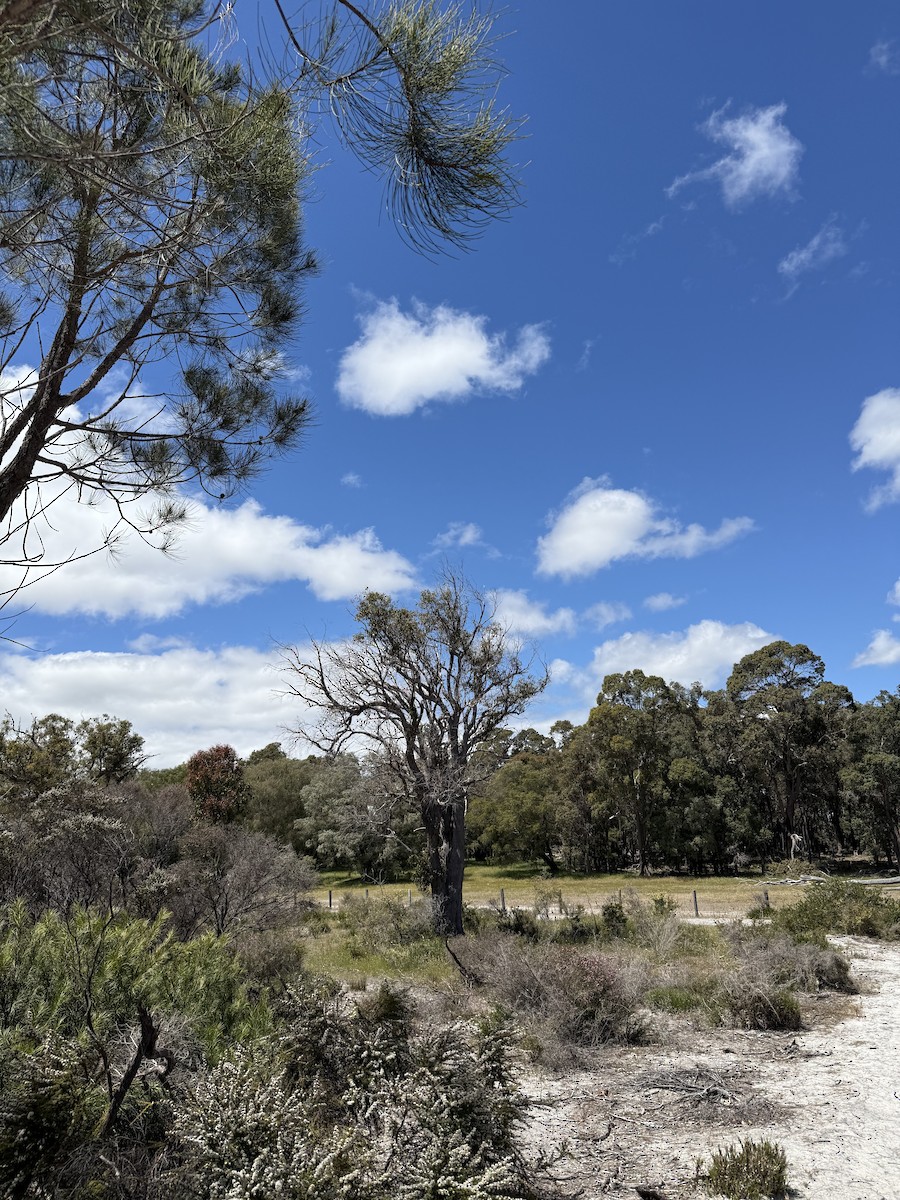 regnbuebieter - ML644515139