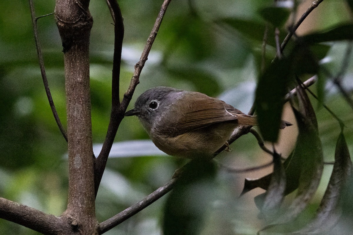 Huet's Fulvetta - ML644515142