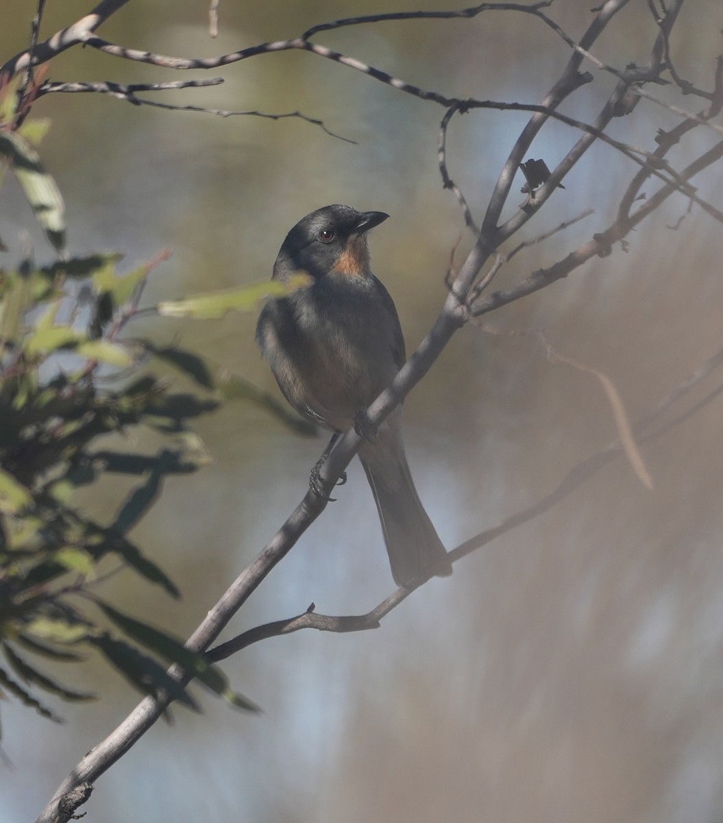 Gilbert's Whistler - ML644515143