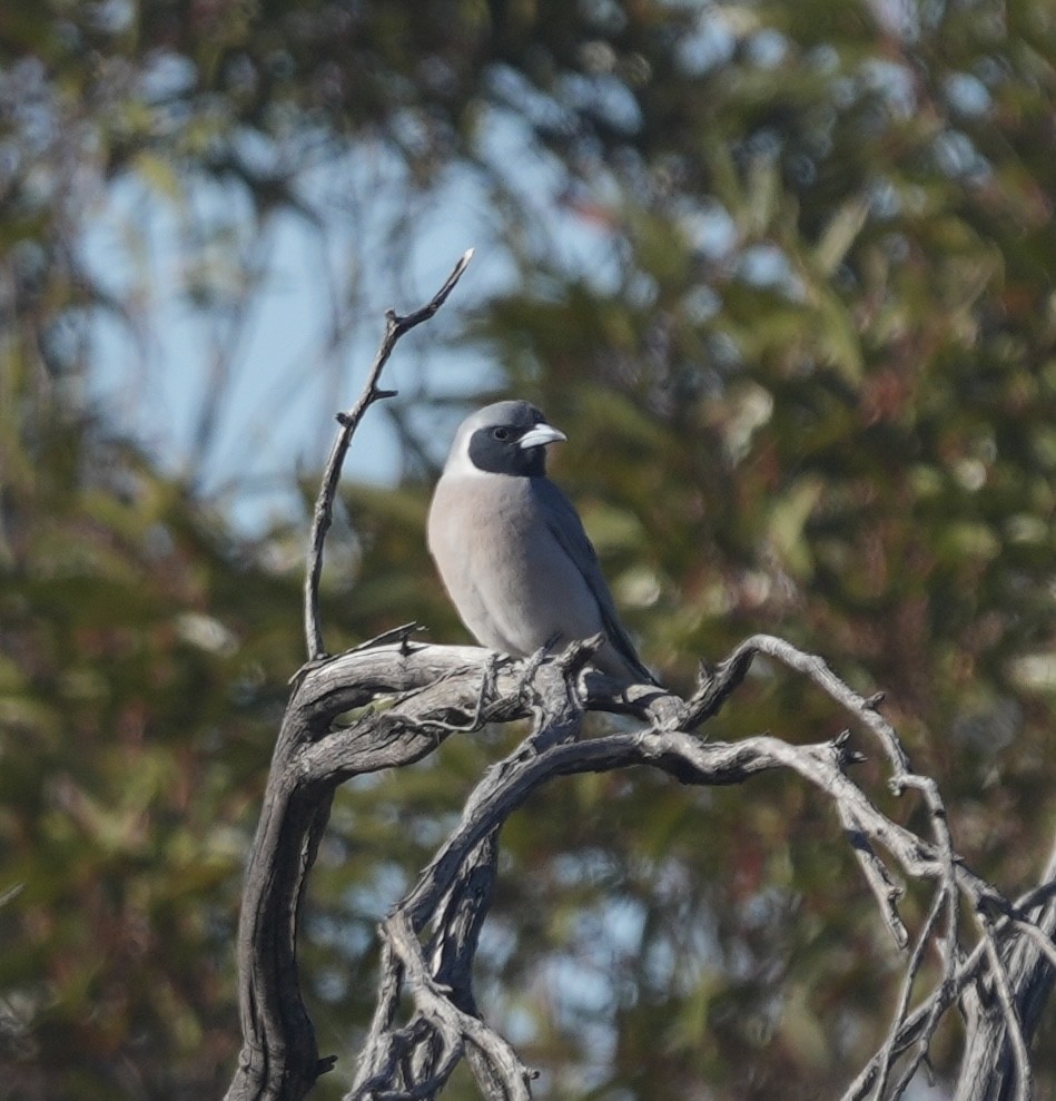 Masked Woodswallow - ML644515148