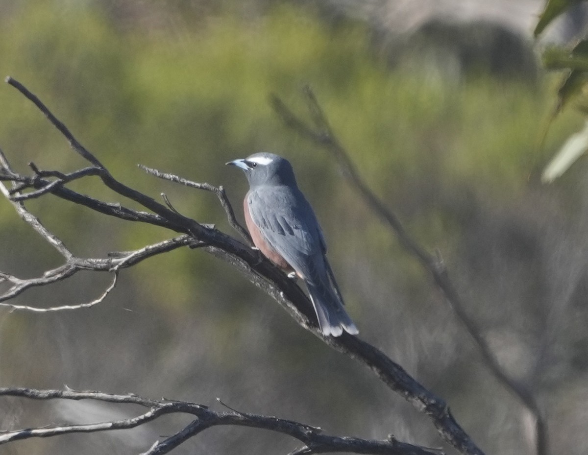 White-browed Woodswallow - ML644515149