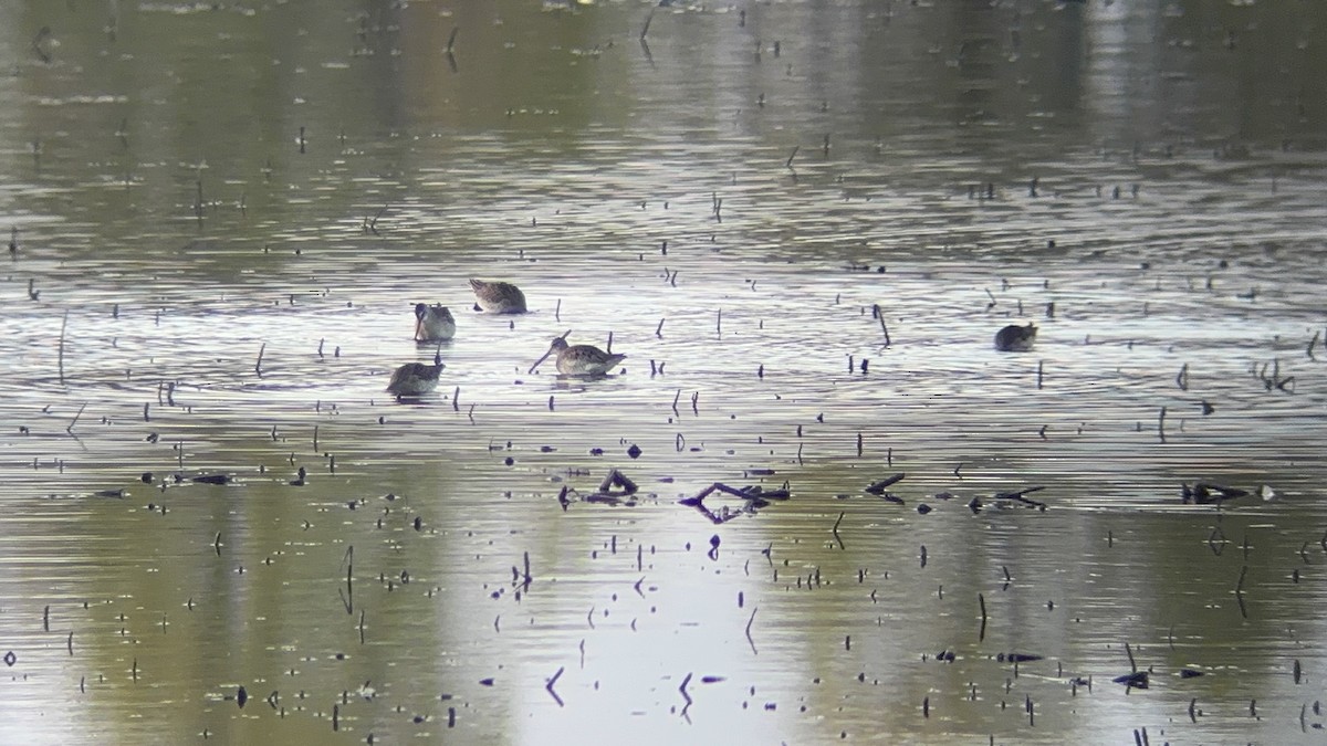 長嘴半蹼鷸 - ML644515155