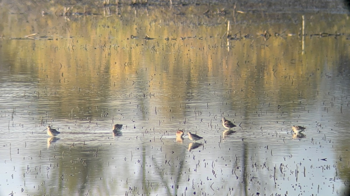 長嘴半蹼鷸 - ML644515156