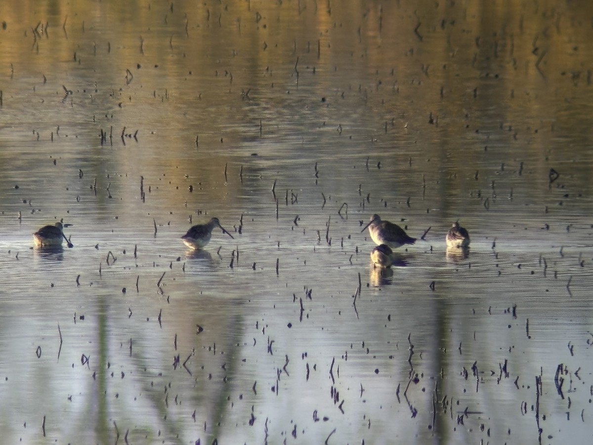 長嘴半蹼鷸 - ML644515157