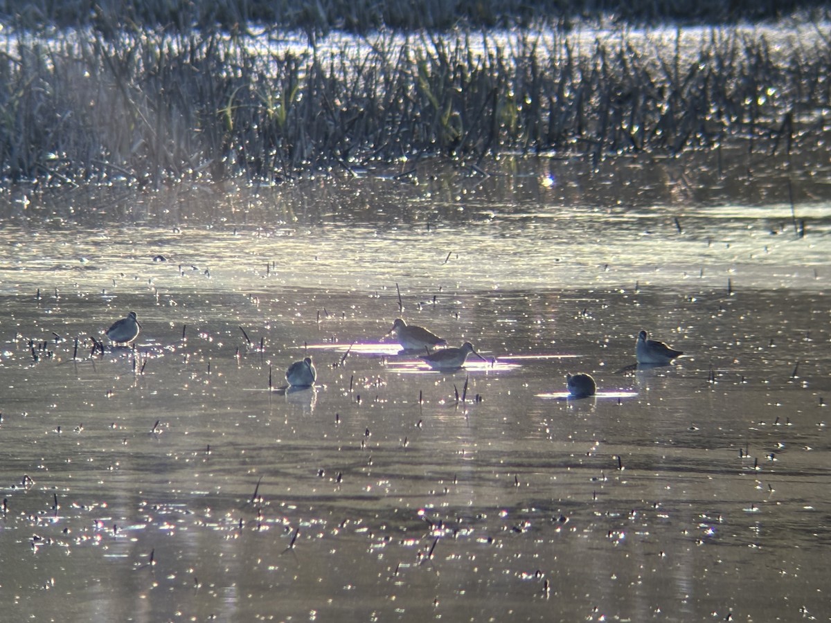 長嘴半蹼鷸 - ML644515158