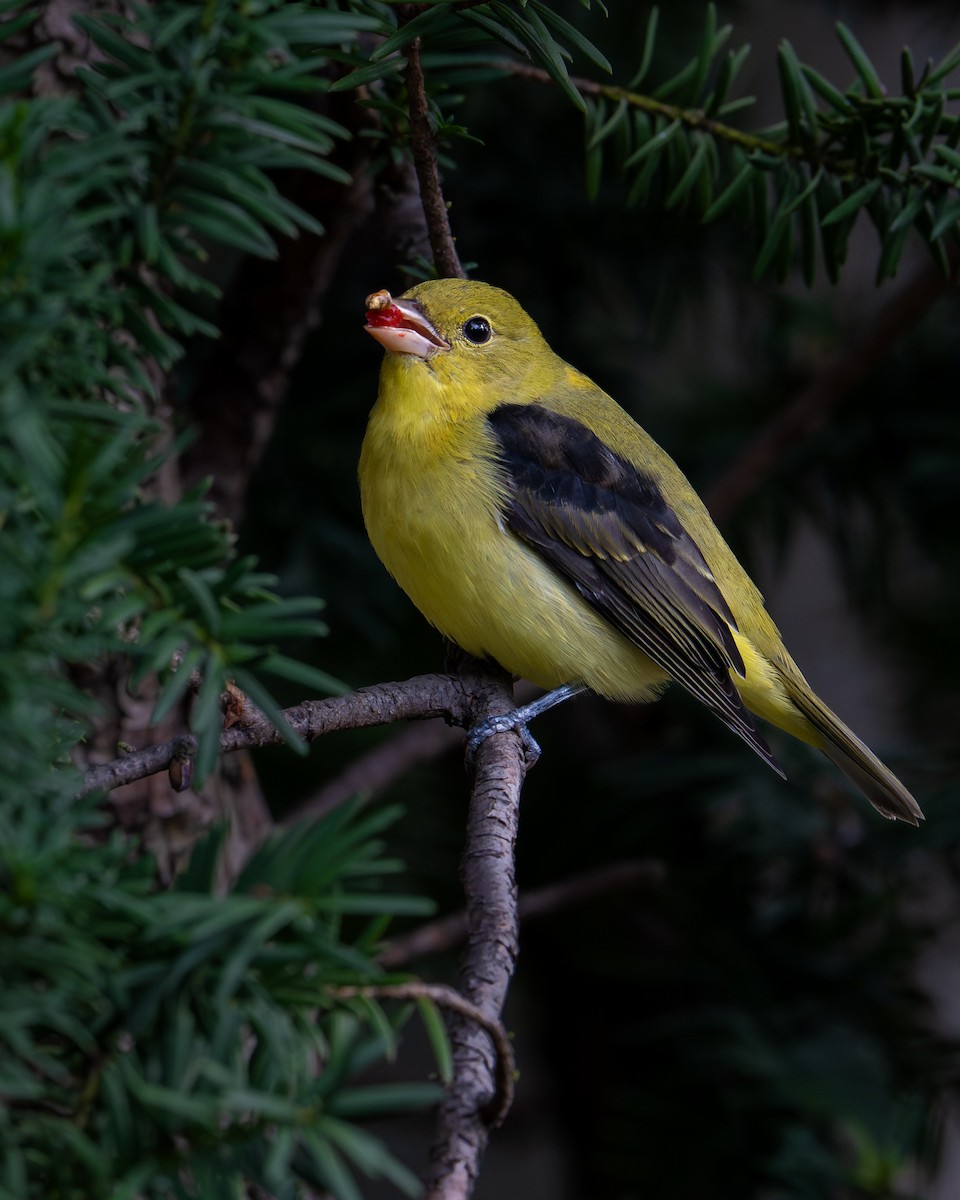 Piranga gorri-beltza - ML644515162