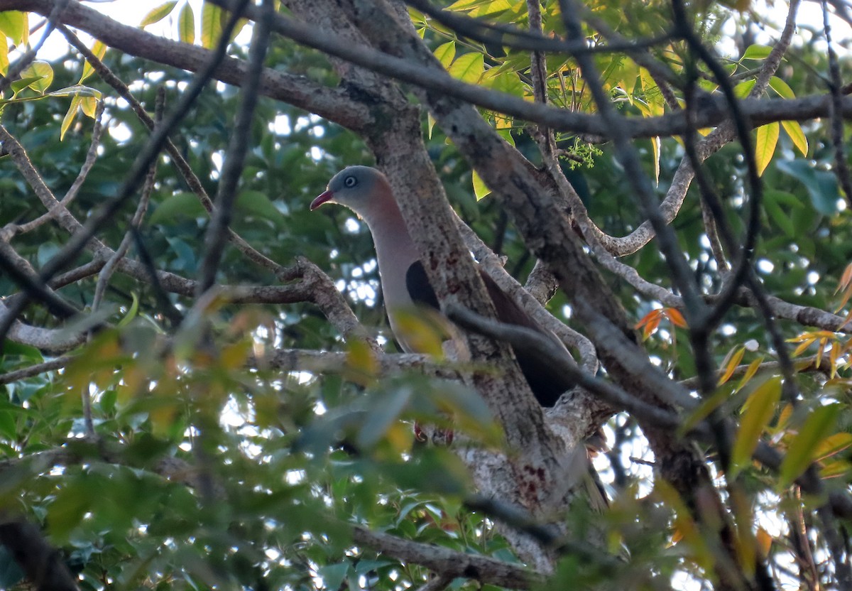 Mountain Imperial-Pigeon - ML644515163