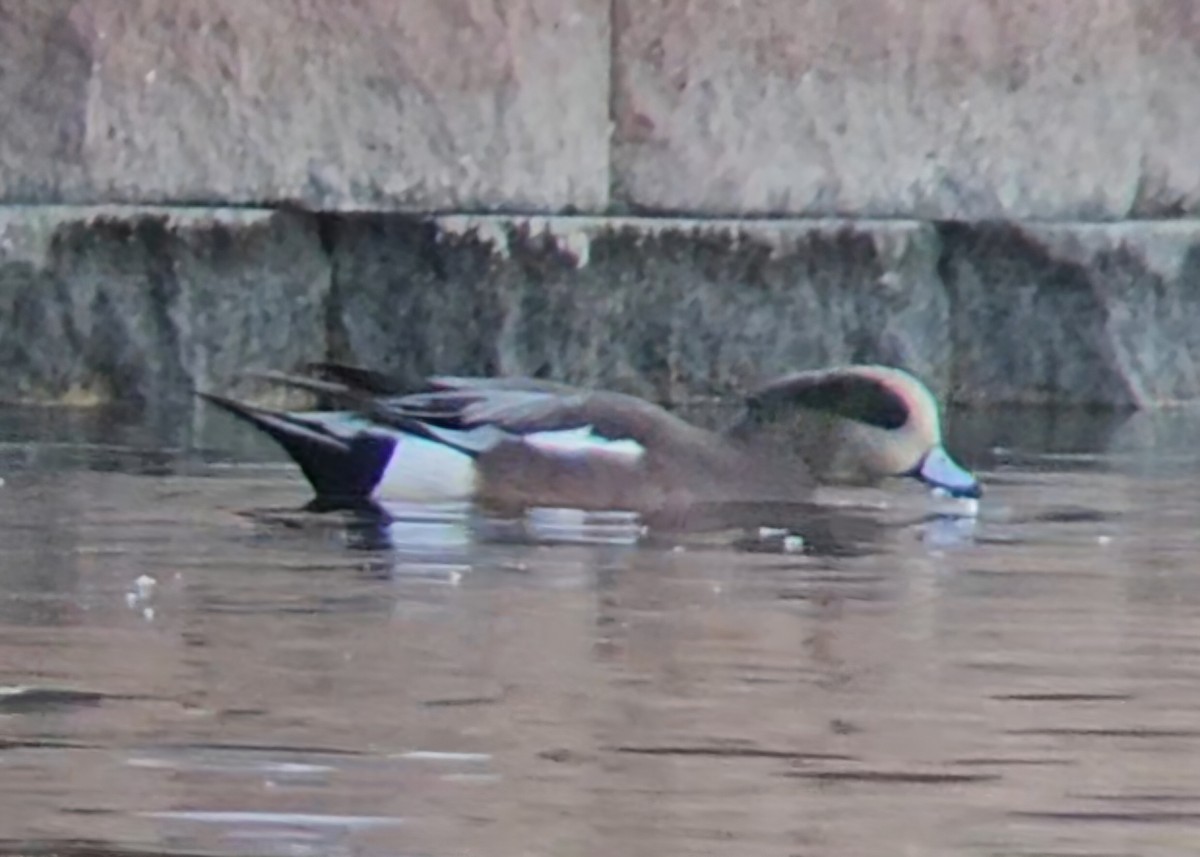 American Wigeon - ML644515164