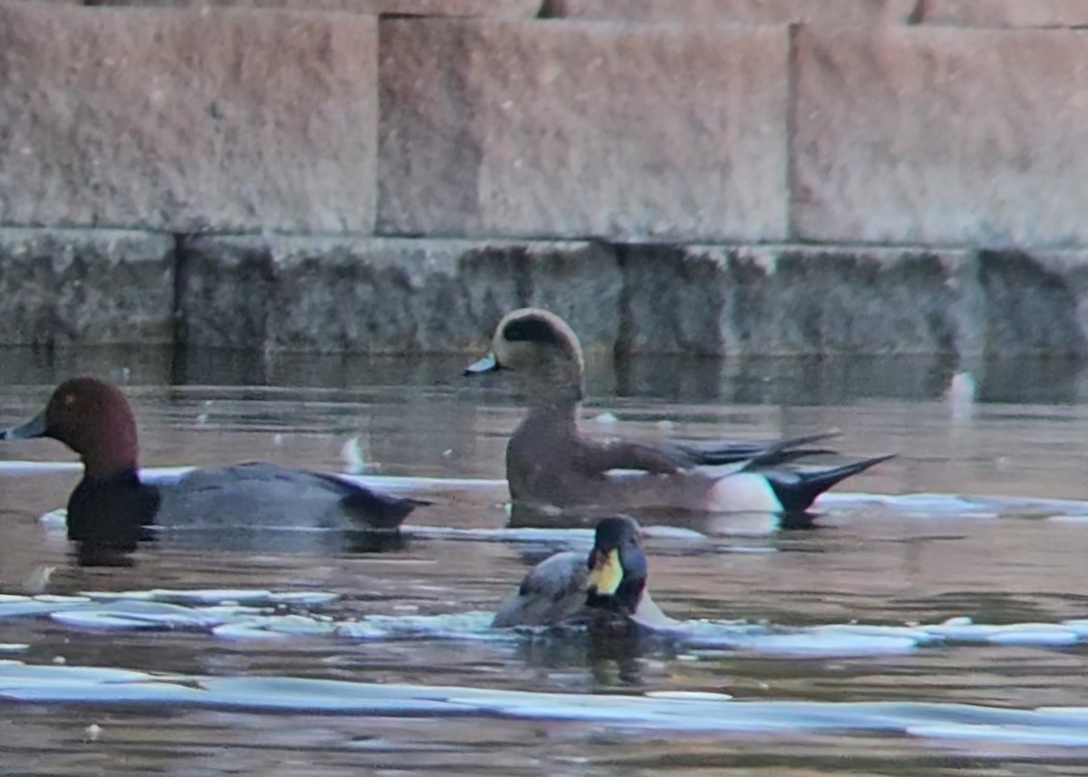 American Wigeon - ML644515165
