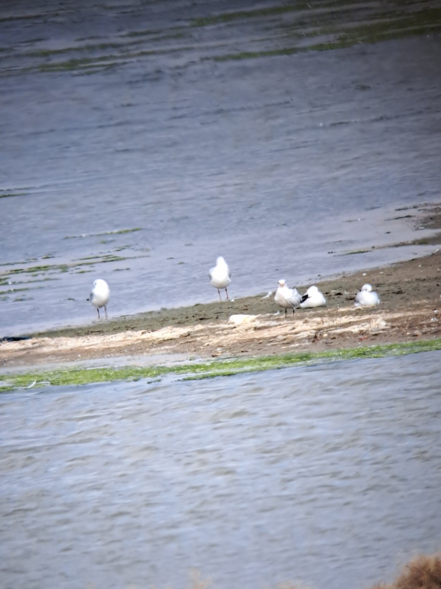 West African Crested Tern - ML644515192