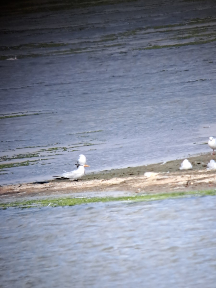 アフリカオオアジサシ - ML644515193