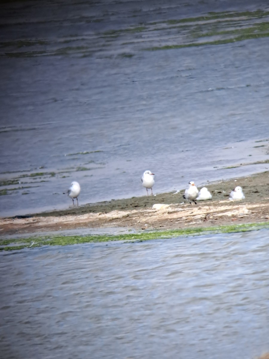 West African Crested Tern - ML644515194
