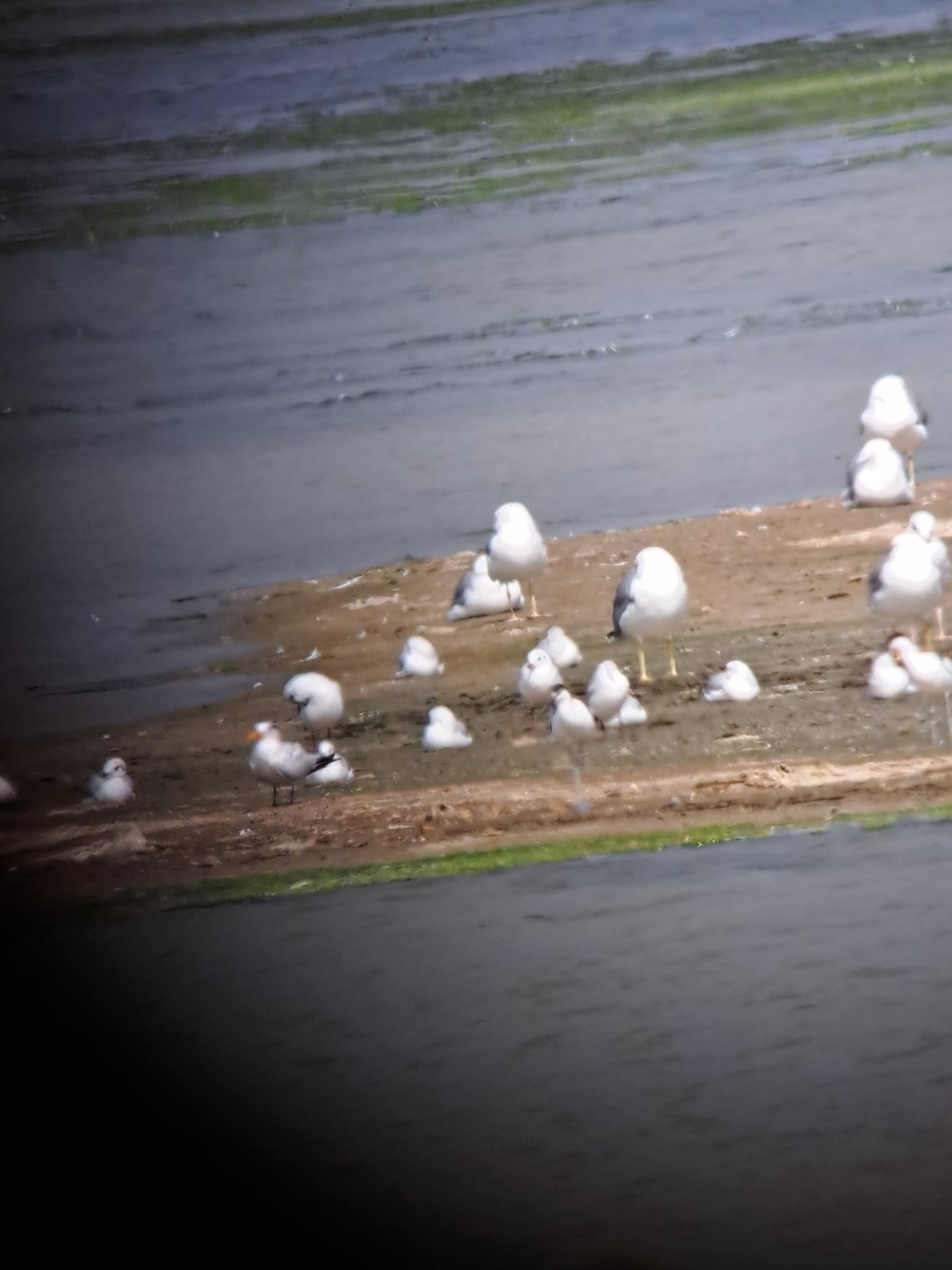 アフリカオオアジサシ - ML644515195