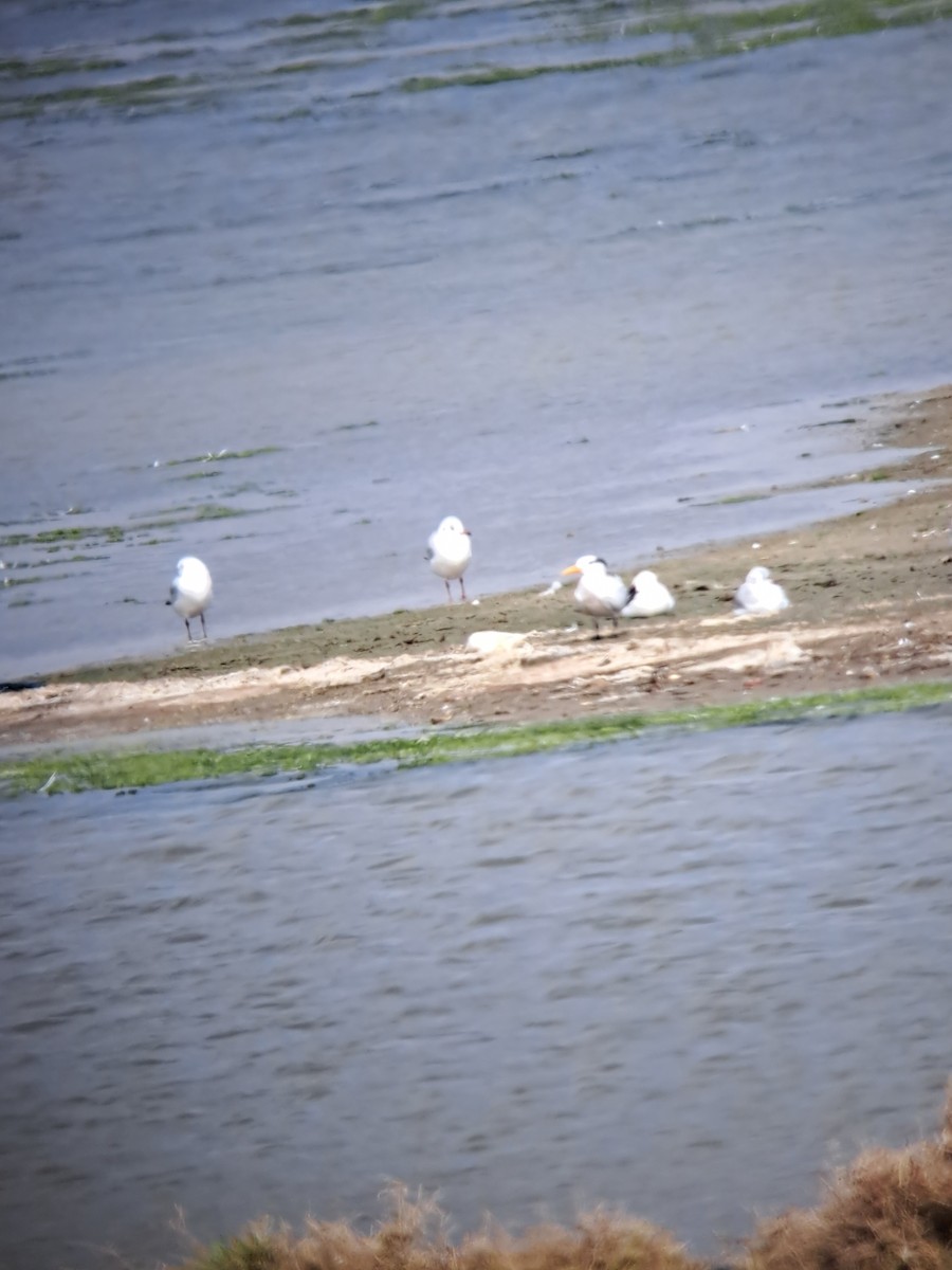 アフリカオオアジサシ - ML644515196