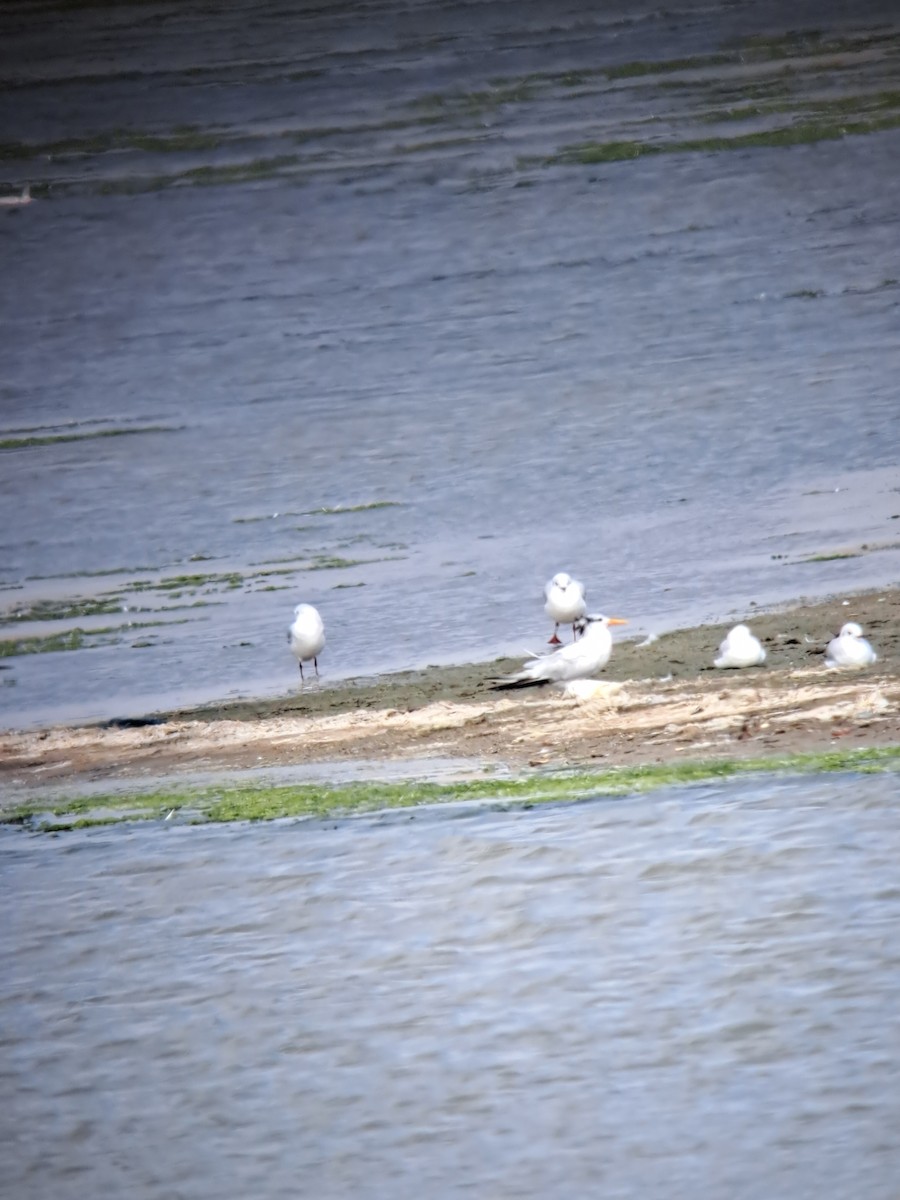 West African Crested Tern - ML644515197