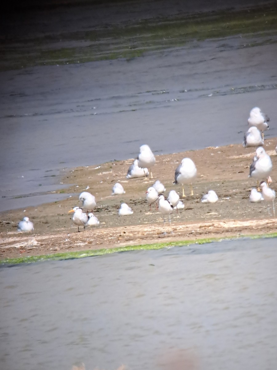 アフリカオオアジサシ - ML644515198