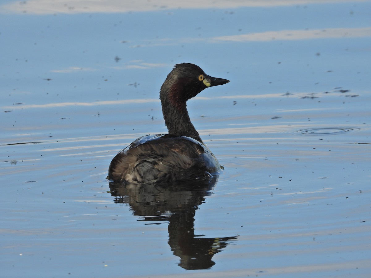 Австралийская поганка - ML644515217