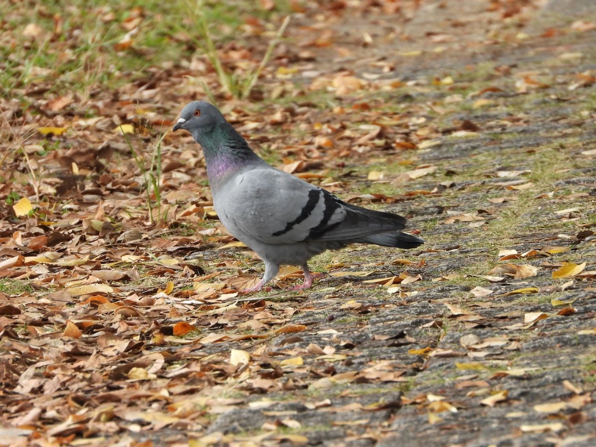 יונת בית - ML644515229