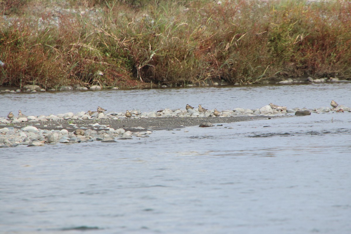 Pluvier fauve - ML644515230