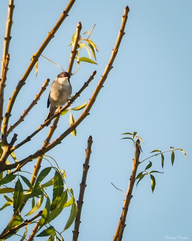 Fauvette mélanocéphale - ML644515231
