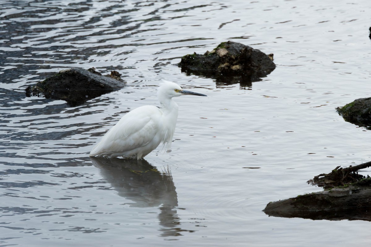 silkehegre (garzetta) - ML644515232