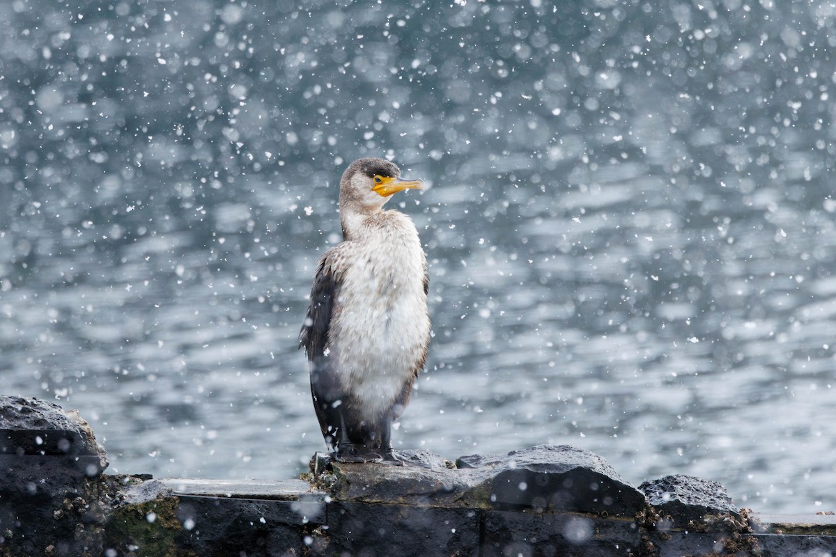 Japanese Cormorant - ML644515237