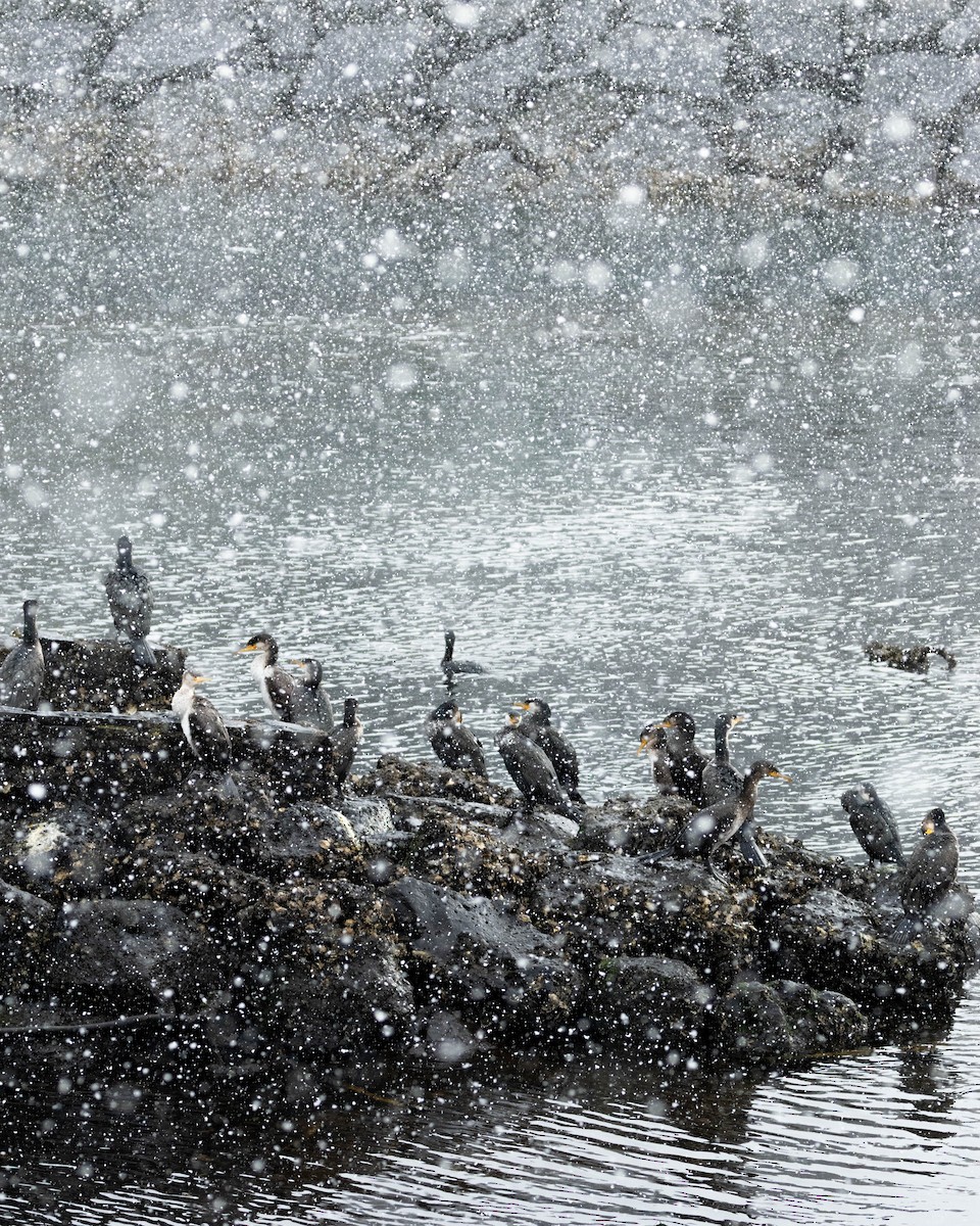 Japanese Cormorant - ML644515238