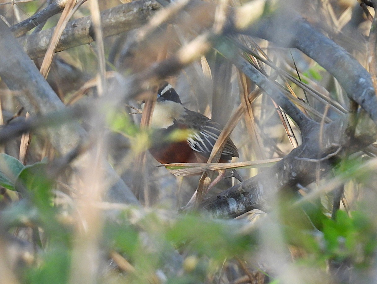 Marañon Crescentchest - ML644515249