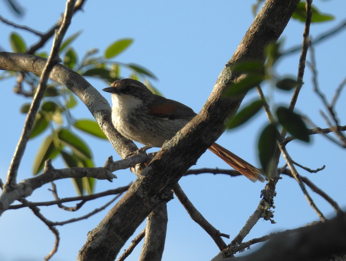Chinchipe Spinetail - ML644515254