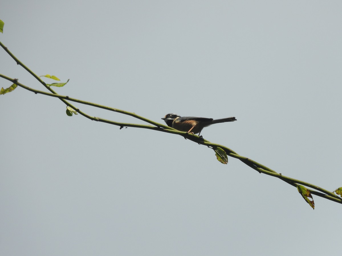 Black-throated Tit - ML644515255