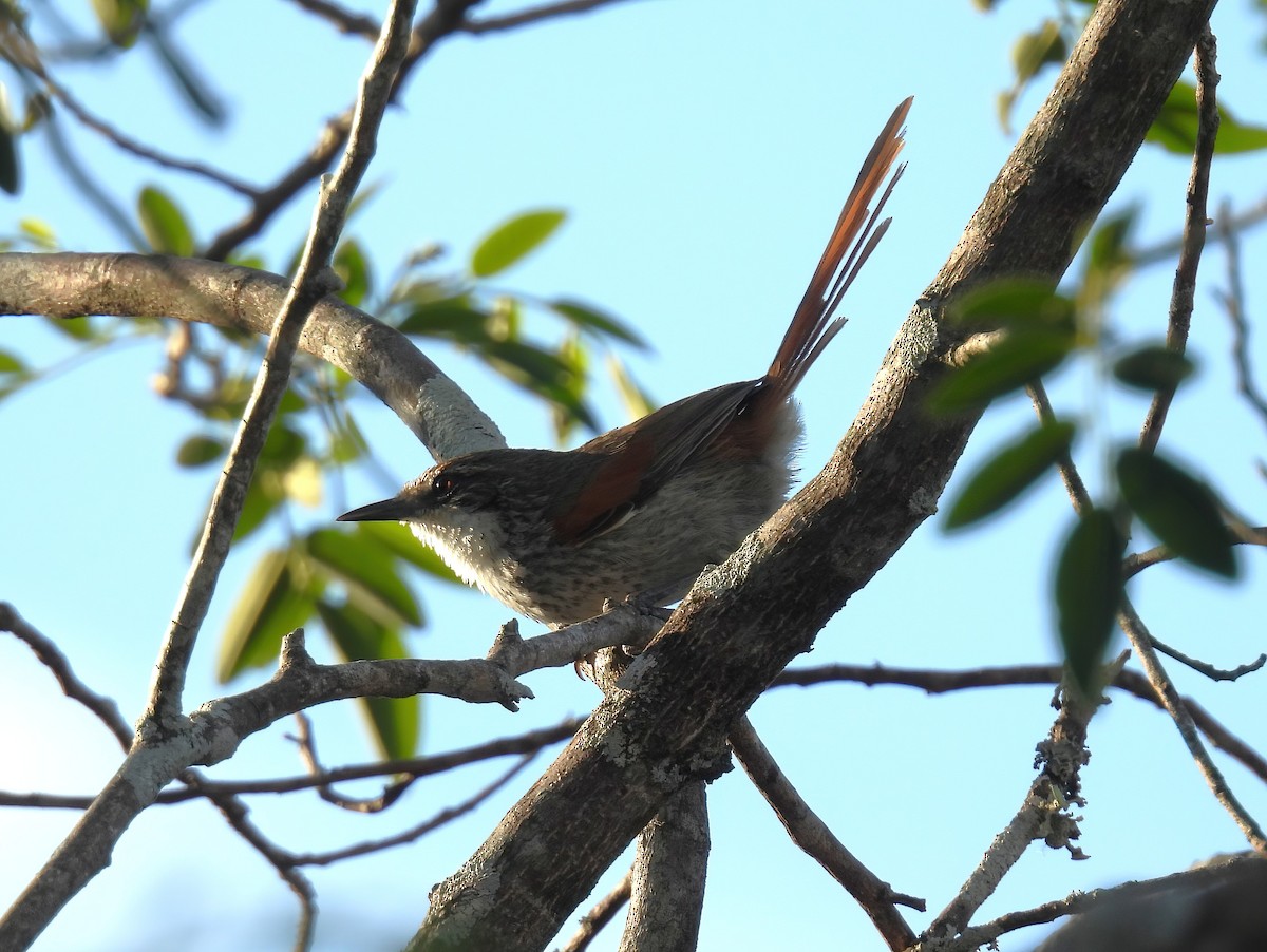 Chinchipe Spinetail - ML644515256