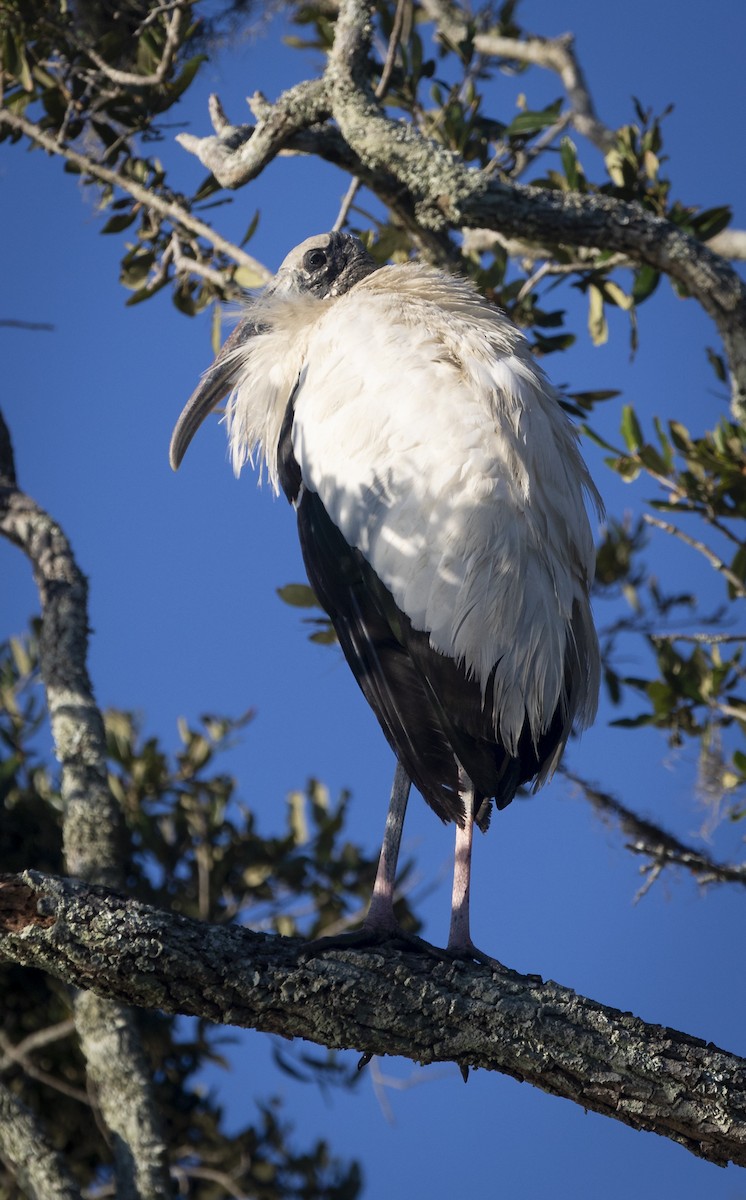 Wood Stork - ML644515258
