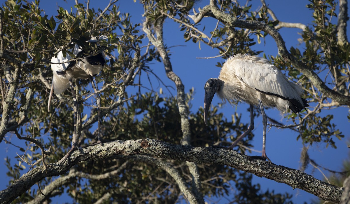 Wood Stork - ML644515259