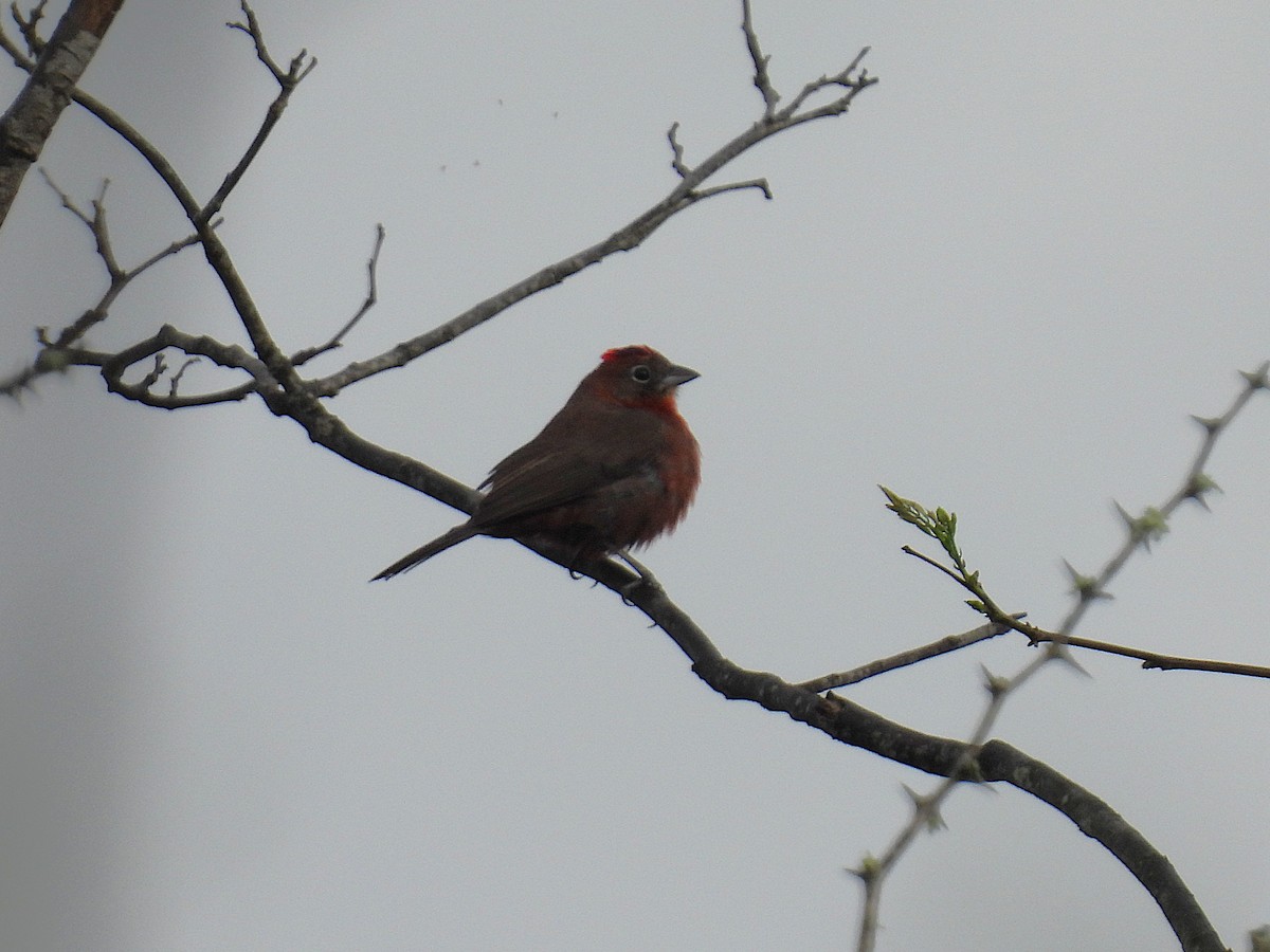Red-crested Finch - ML644515261