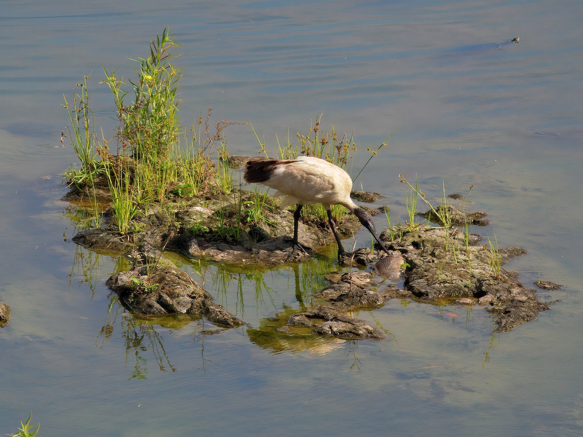 Australian Ibis - ML644515266