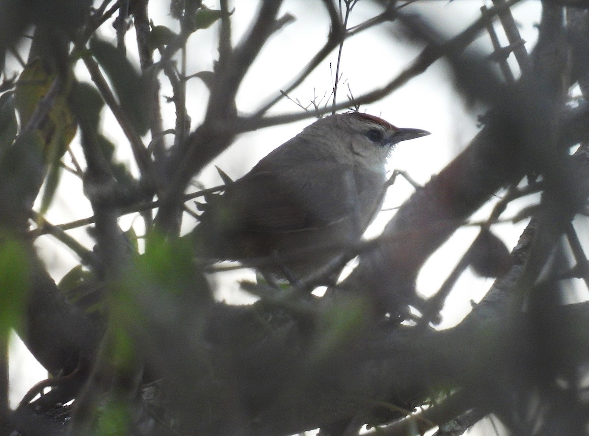 Rufous-fronted Thornbird - ML644515269