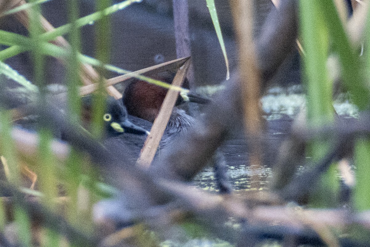 Little Grebe - ML644515271