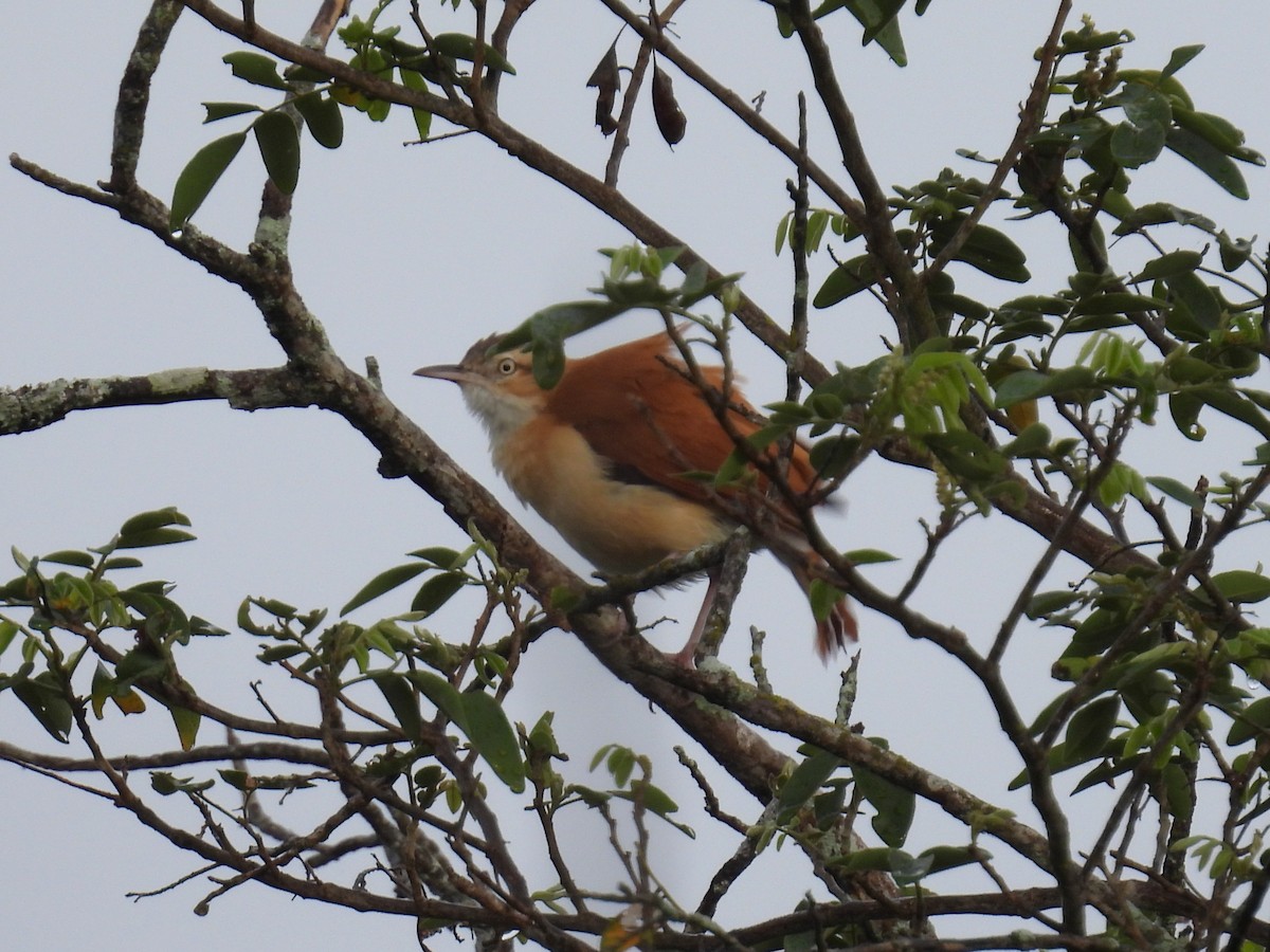 Pacific Hornero - ML644515274