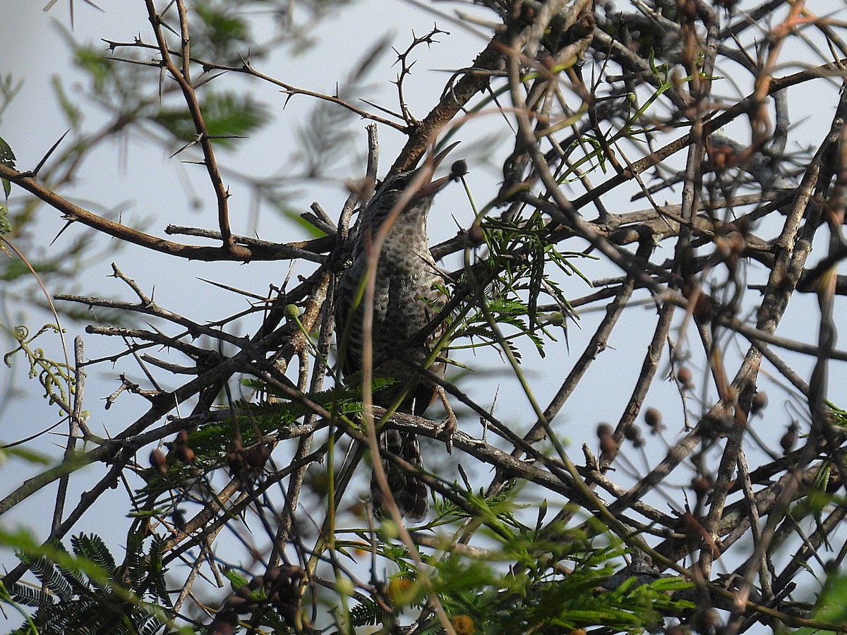 Fasciated Wren - ML644515283