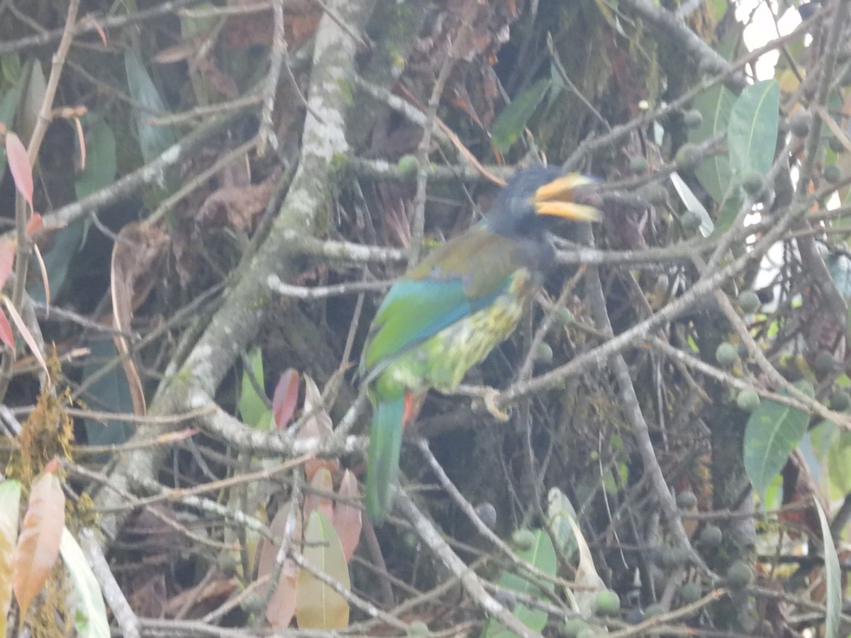 Great Barbet - ML644515325