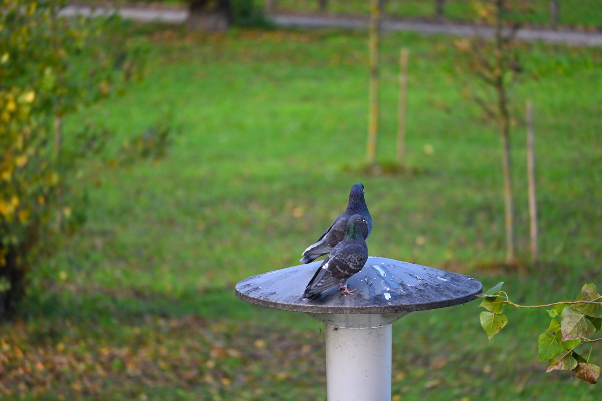 יונת סלעים - ML644515332