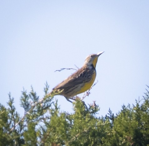 Eastern Meadowlark - ML644515333