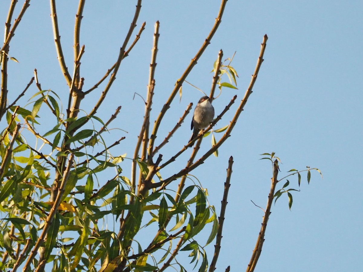 Fauvette mélanocéphale - ML644515337
