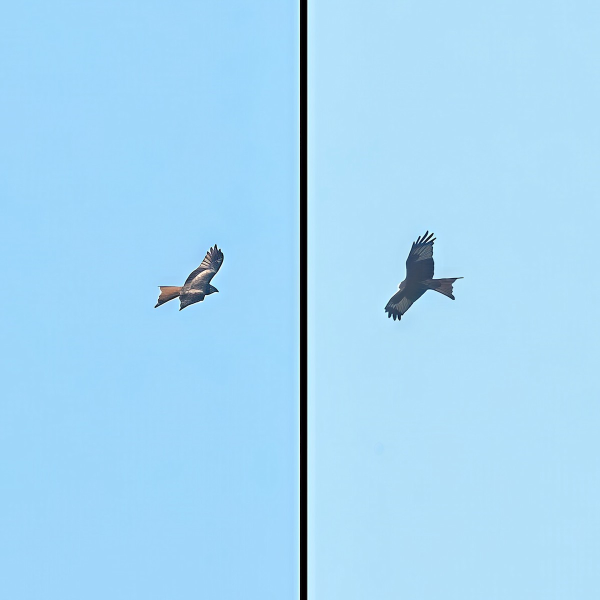 アカトビ - ML644515340