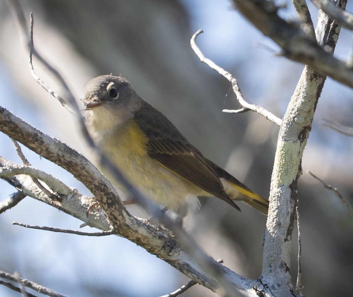 American Redstart - ML644515341