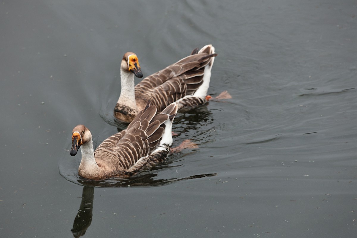 Domestic goose sp. (Domestic type) - ML644515346
