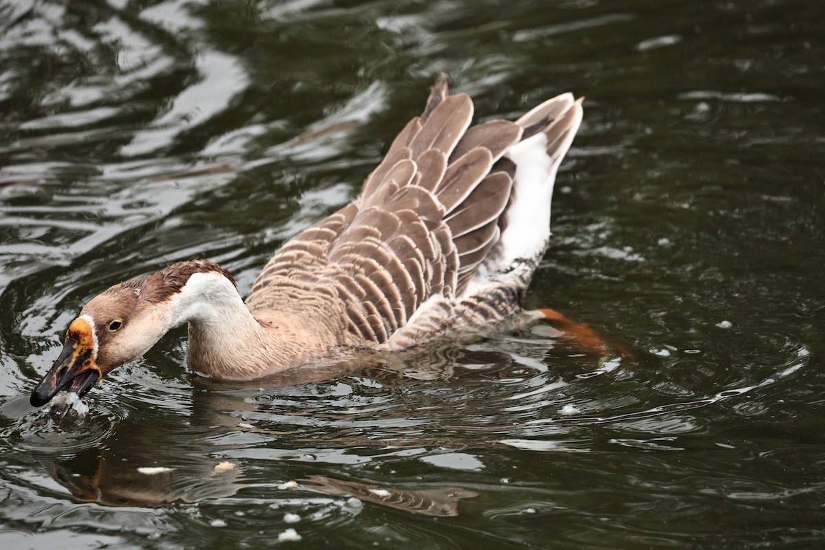 Domestic goose sp. (Domestic type) - ML644515347