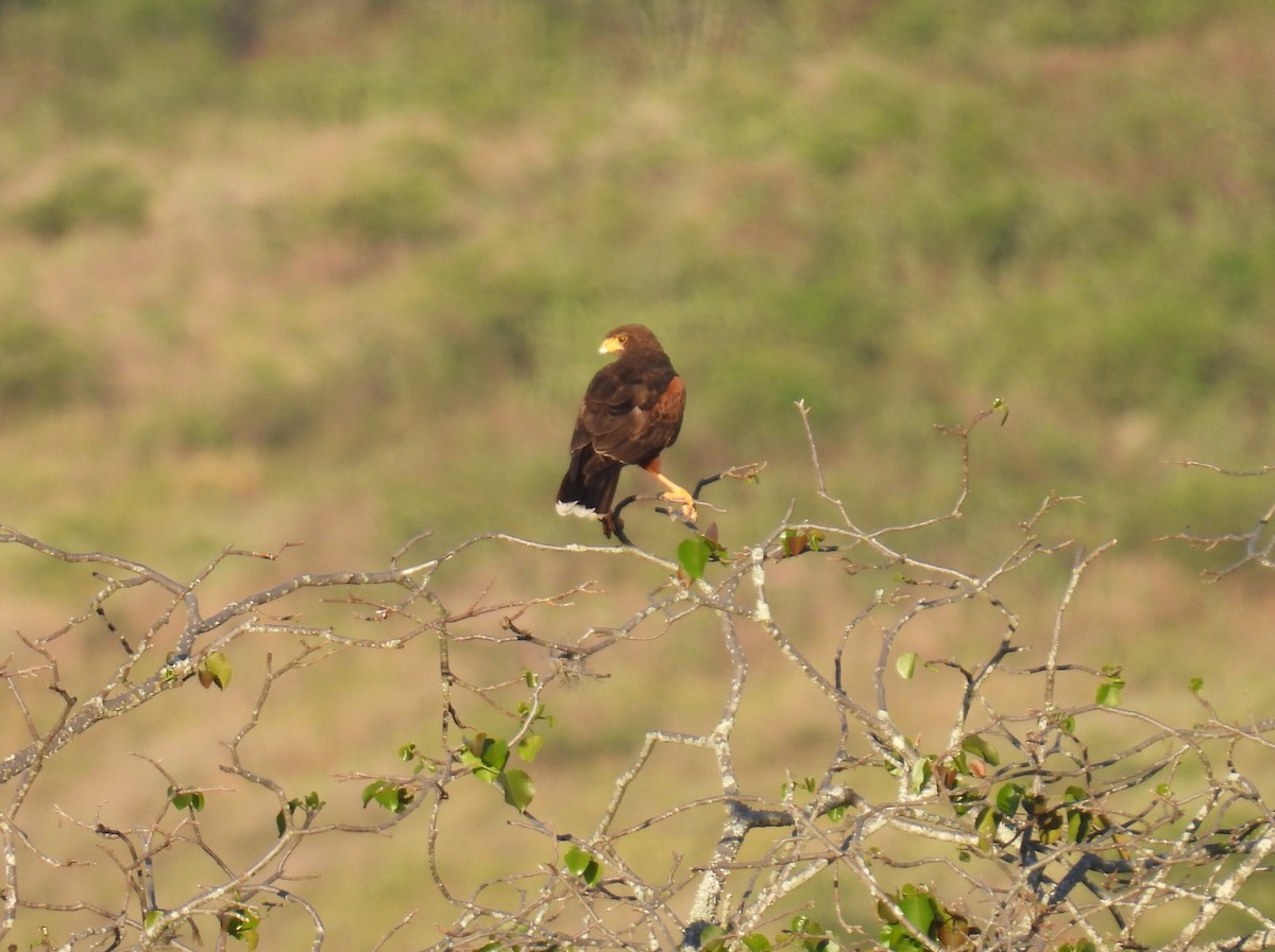 栗翅鷹 - ML644515368