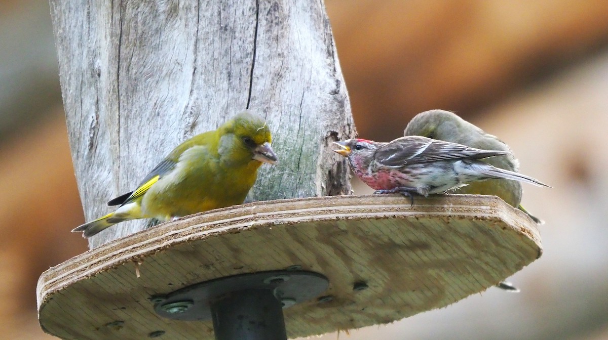 Verdone - ML644515375