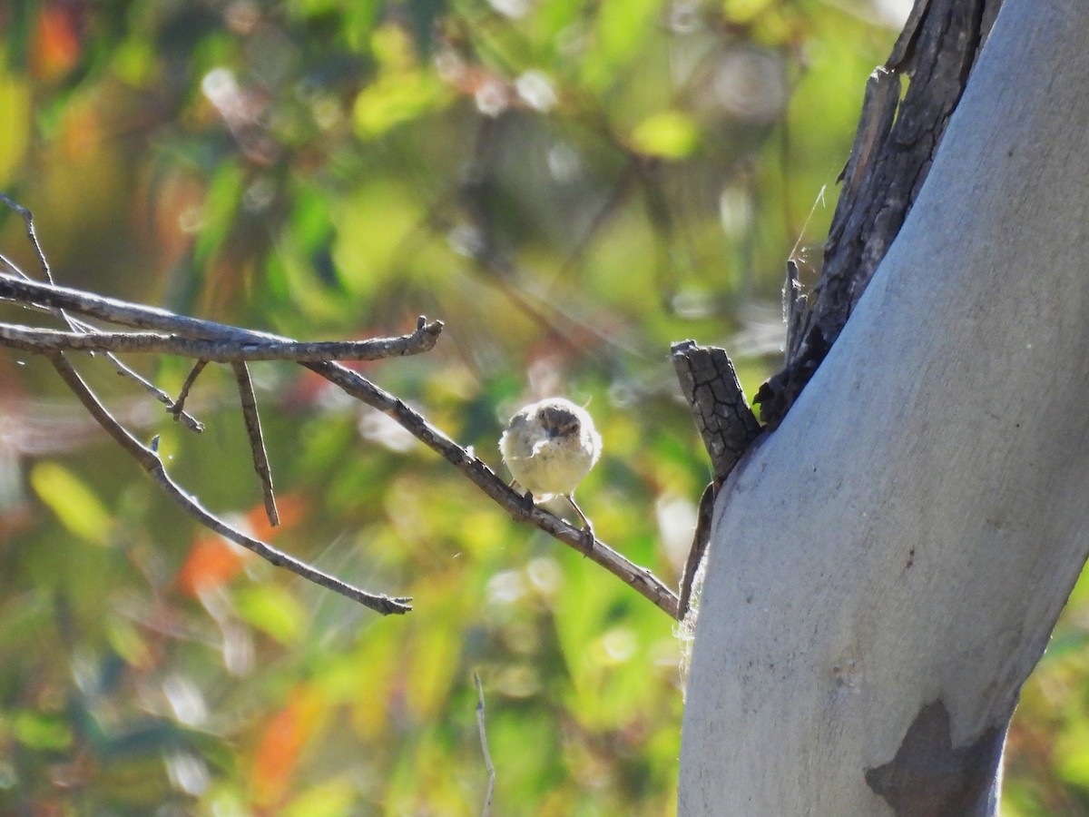 stumpnebb - ML644515392